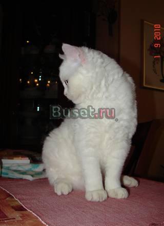 Котик породы селкирк-рекс Казань