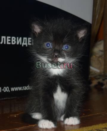 Отдам котенка Санкт-Петербург