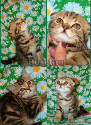 Шотландские котята Санкт-Петербург