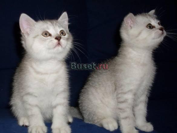 Шотландские и вислоухие котики Санкт-Петербург