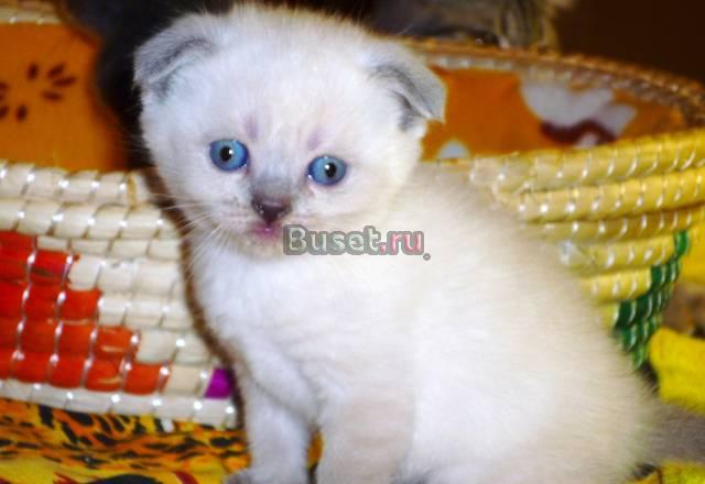 Шотландские вислоухие и прямоухие котята, вао Москва