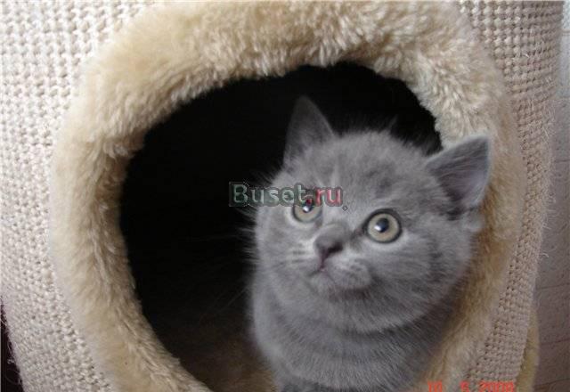 Шотландские котята классика, не дорого Москва