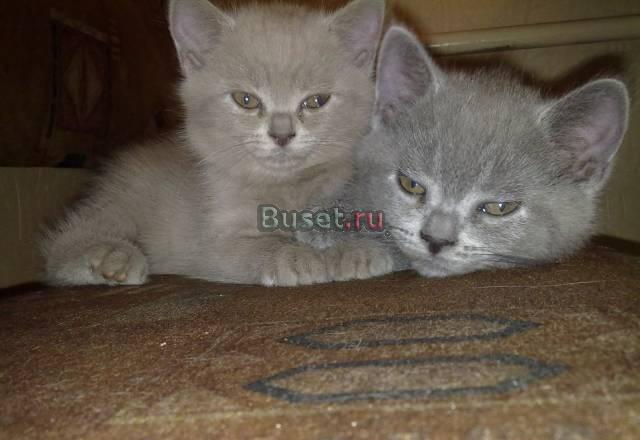 Британские котята Орехово-Зуево