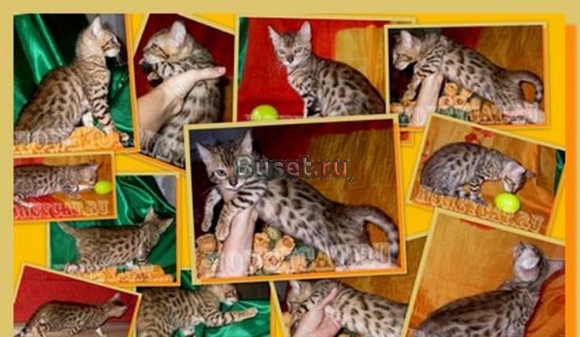 Бенгальская кошечка Москва