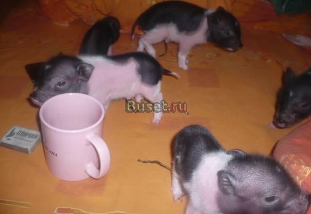 Мини-пиги Комнатные свиньи Москва