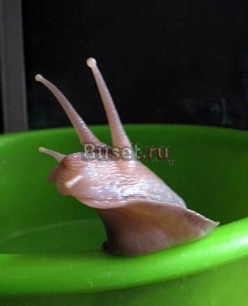 Гигантские Ахатины Москва