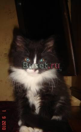 Котик Санкт-Петербург