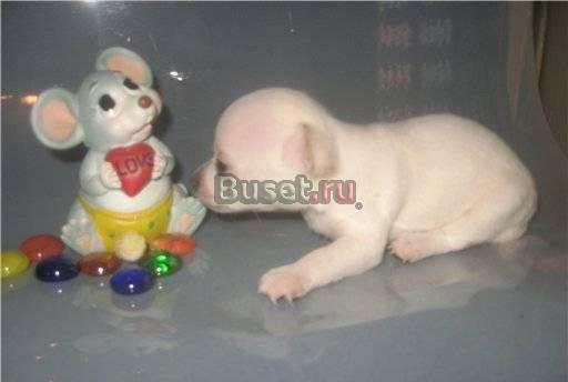Щенки чихуахуа Москва