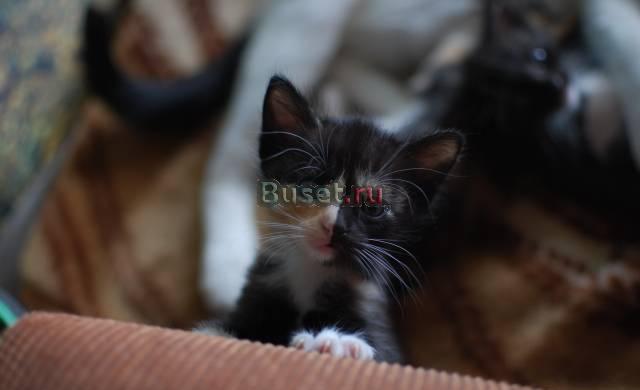 Космические котята на удачу Москва