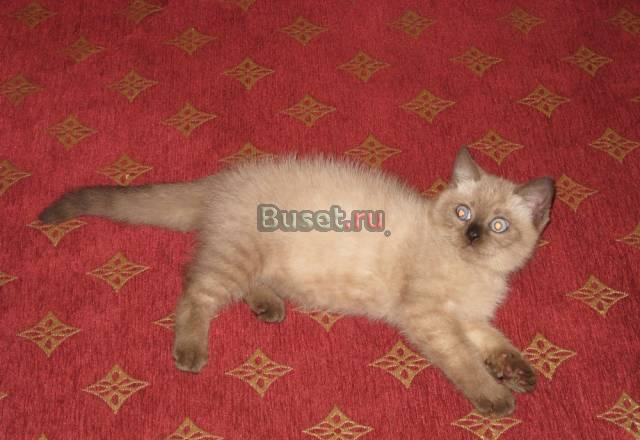 Продам британского котенка-2 мес, окрас сил пойнт Москва