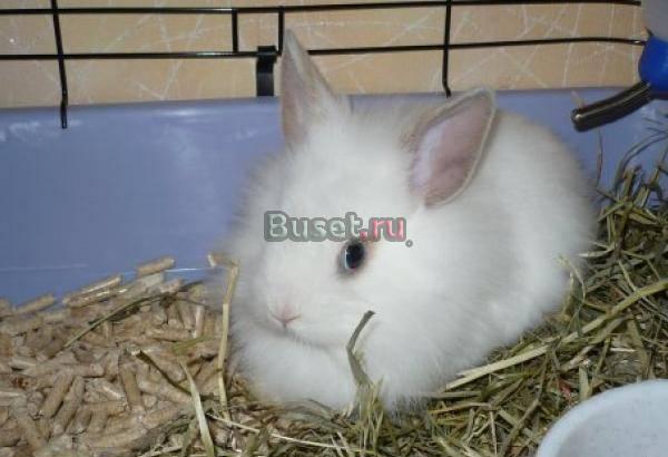 Продоём декоротивного кролика Видное