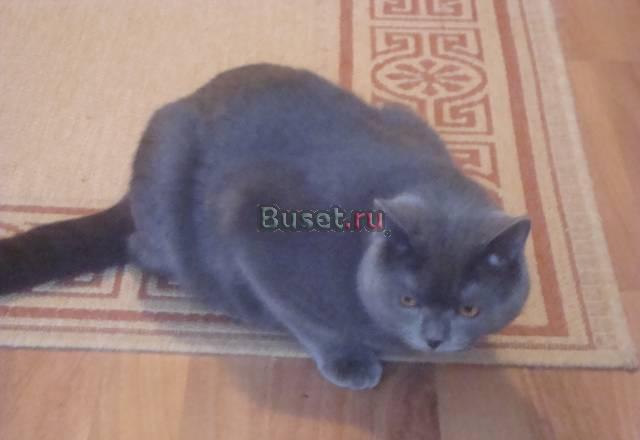 Вязка  кошек Москва