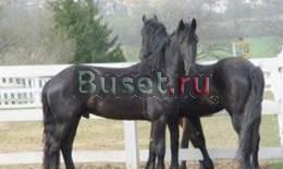Фризской лошади на продажу Санкт-Петербург