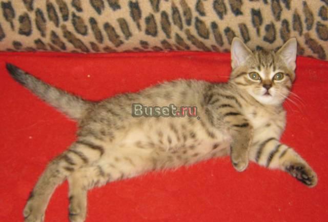 Котик окрас браун табби пятно Москва