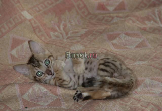 Бенгальский котёнок, мальчик Санкт-Петербург