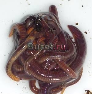 Красный калифорнийский червь Красноярск