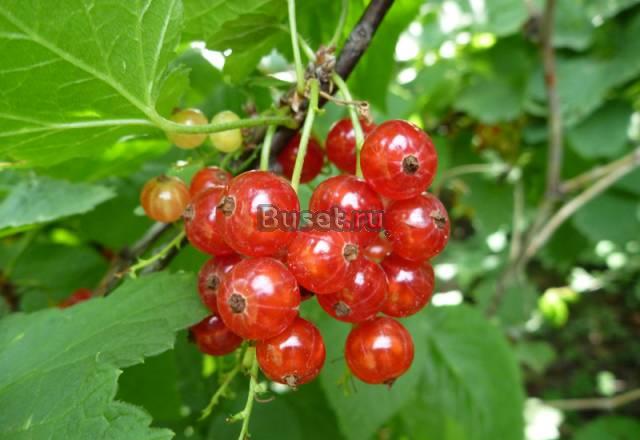 Участок на Удачном Красноярск