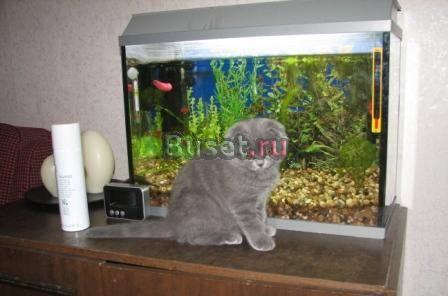 Котята шотландской вислоухой Москва