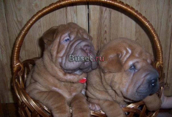 Великолепные щенки ищут хозяев Красноярск