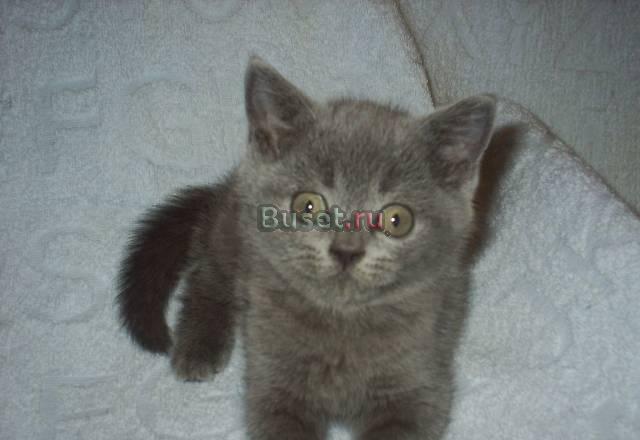 Британские котята Воронеж