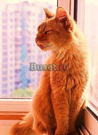 Дикая сомалийская кошка Москва