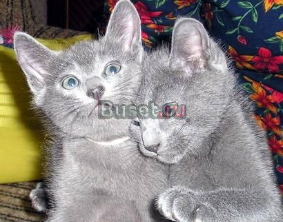 Котята русской голубой кошки на продажу Санкт-Петербург