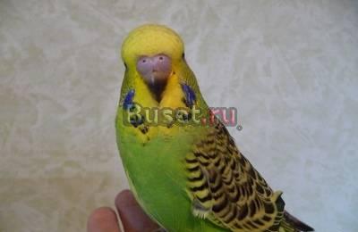 Волнистики чехи продаются Москва