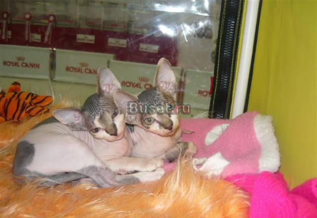 Голорождённые котята Челябинск