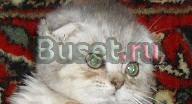 Котик шотландский вислоухий плюшка- вискас Москва