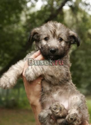 Щенок  в  добрые  руки Новокузнецк