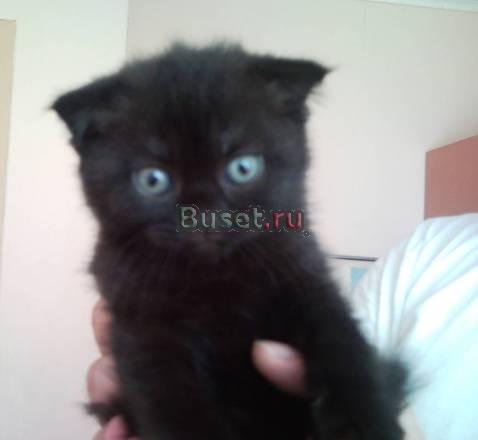 Черная шотландская  вислоухая кошечка Москва