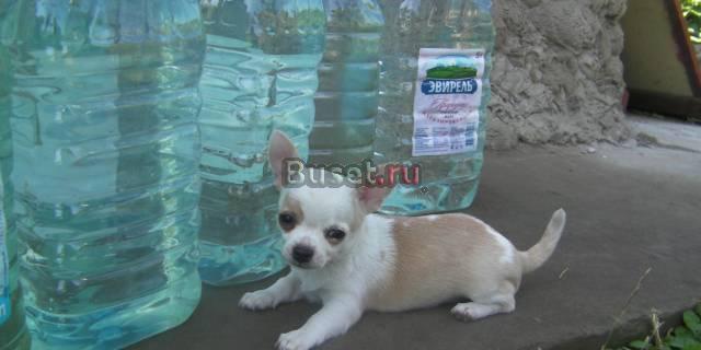 Чихуахуа  редких окрасов для выставок и  для себя Москва