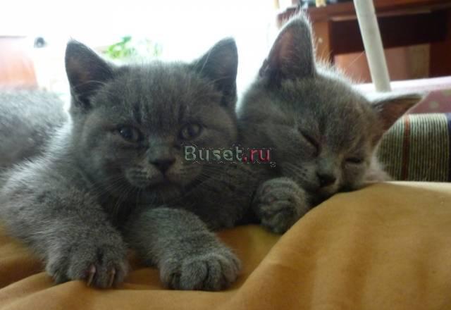 Британские котята клубные с документами Москва