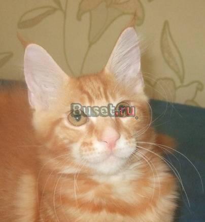 Продаются элитные котята породы мейн кун Москва