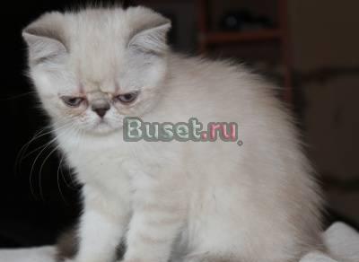 Плюшевые клубные экзоты супер качества Москва