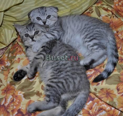 Шотландские котята окраса вискас, пятно на серебре Москва