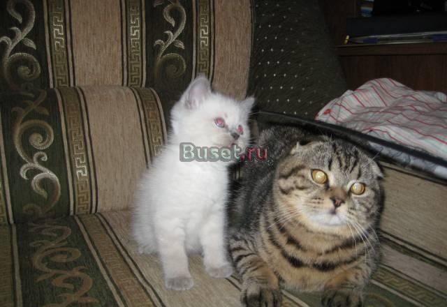 Шотландский прямоухий котик Москва