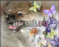 Немецкий малый шпиц Москва