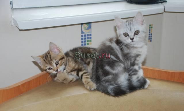 Шотландские  кошечки Подольск