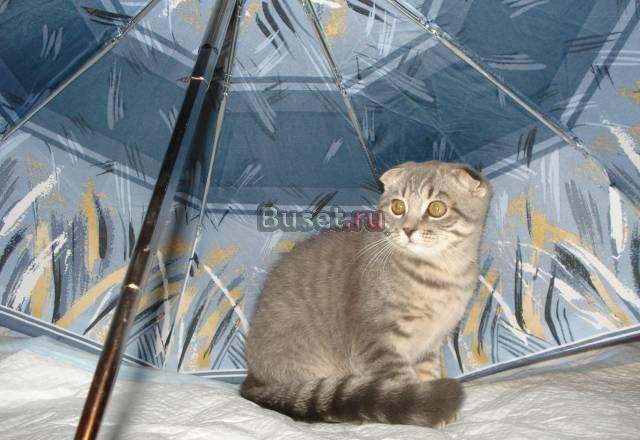 Вислоухий котик Санкт-Петербург