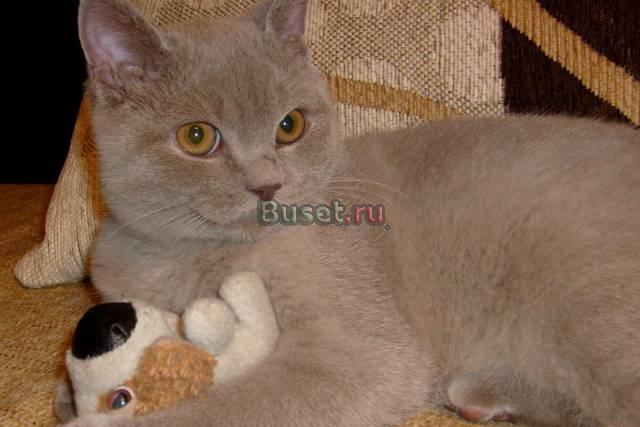 Отдам котика в добрые руки Москва
