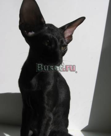 Котики и кошечки ориентальные Москва