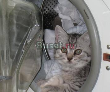 Очень хорошенький и ласковый британский котик Москва
