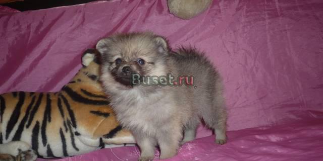 Миниатюрный шпиц девочка подрощенная Москва