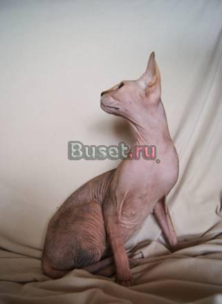 Кошку породы Канадский сфинкс поменяю на кота Москва