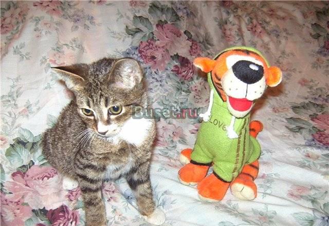 Милый полосатик. Котенок в ласковые руки Санкт-Петербург