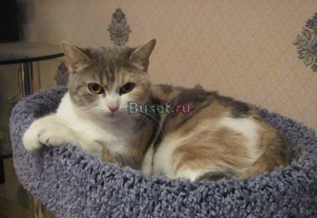Шотландский скоттиш страйт Москва