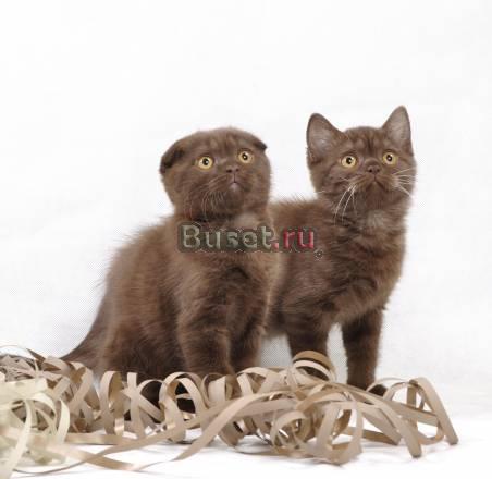 Шоколадные шотландские котята Санкт-Петербург