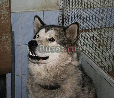 Красавец  маламут в хорошие руки Санкт-Петербург