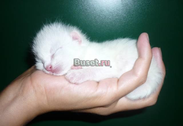 Котята белые Санкт-Петербург